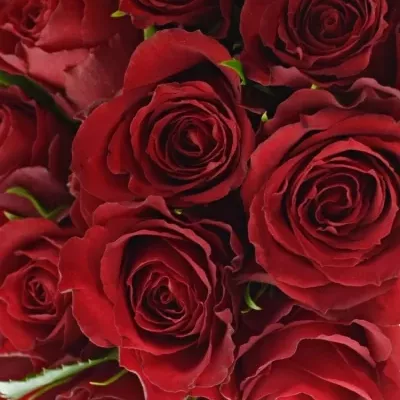 Kytice 25 červených růží MANDY 40cm
