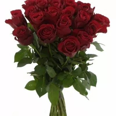 Kytice 25 červených růží RED ALERT 50cm
