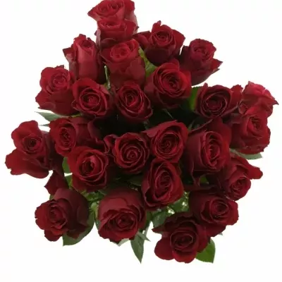 Kytice 25 červených růží RED ALERT 50cm