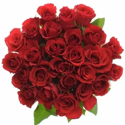 Kytice 25 červených růží RED CALYPSO 35cm