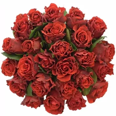 Kytice 25 červených růží RED CORVETTE 40cm