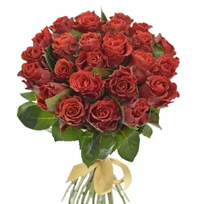 Kytice 25 červených růží RED CORVETTE 60cm