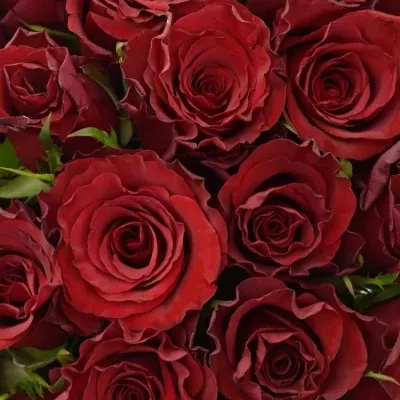 Kytice 25 červených růží RED DRAGON 50cm