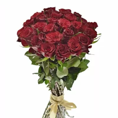 Kytice 25 červených růží RED DRAGON 50cm
