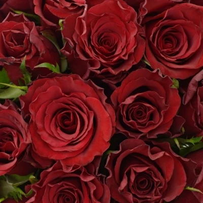 Kytice 25 červených růží RED MOUNTAIN