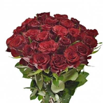 Kytice 25 červených růží RED MOUNTAIN