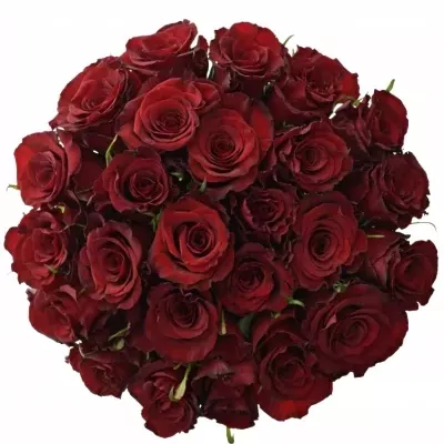 Kytice 25 červených růží RED PARIS 50cm