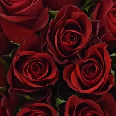 Kytice 25 červených růží RED RIBBON 40cm