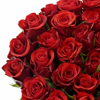 Kytice 25 červených růží RED RIBBON 40cm