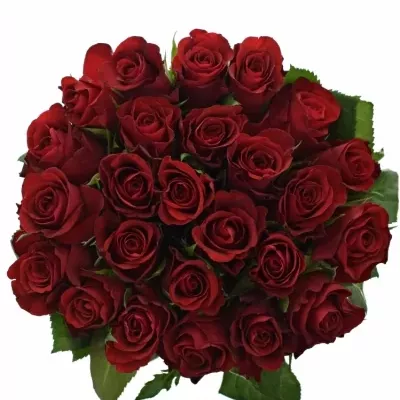 Kytice 25 červených růží RED RIBBON 50cm