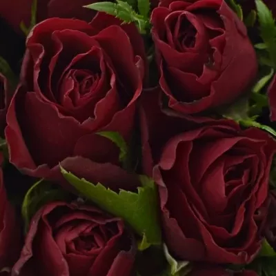 Kytice 25 červených růží RHYTHM 50cm