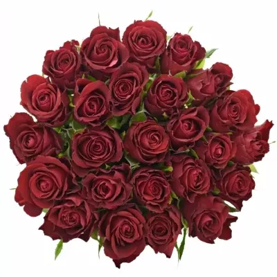 Kytice 25 červených růží SAMOURAI 40cm