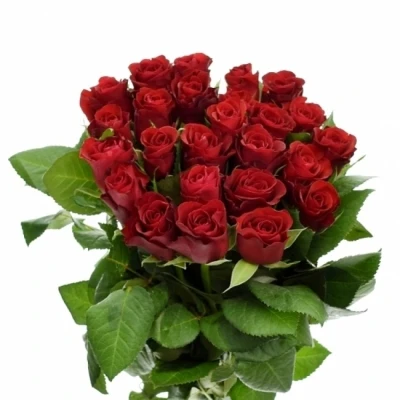 Kytice 25 červených růží SIMPLY RED