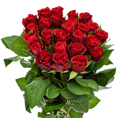 Kytice 25 červených růží SIMPLY RED