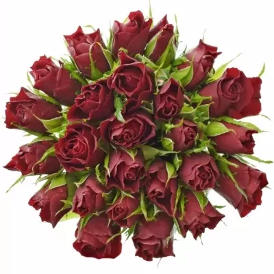 Kytice 25 červených růží VALENTINO