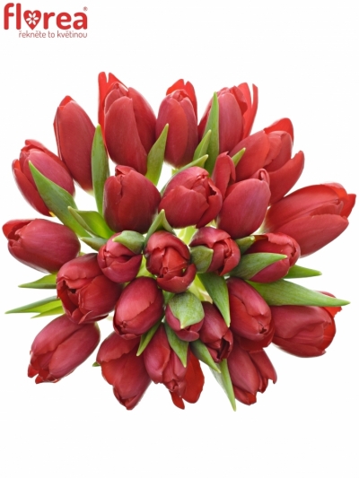 Kytice 25 červených tulipánů STRONG LOVE