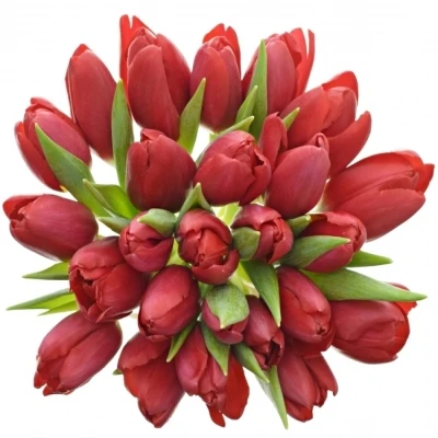 Kytice 25 červených tulipánů 30cm