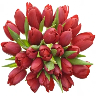 Kytice 25 červených tulipánů STRONG LOVE