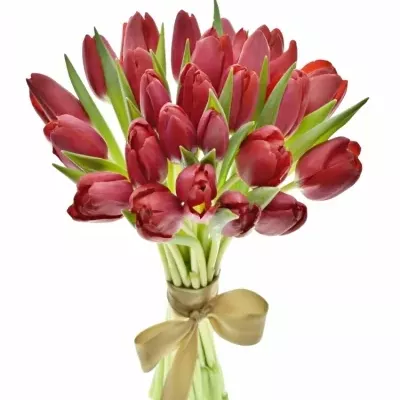 Kytice 25 červených tulipánů STRONG LOVE