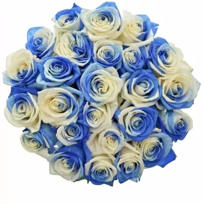 Kytice 25 duhových růží RAINBOW BLUEWHITE
