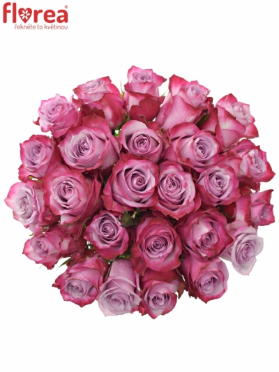 Kytice 25 fialových růží DEEP PURPLE 70cm