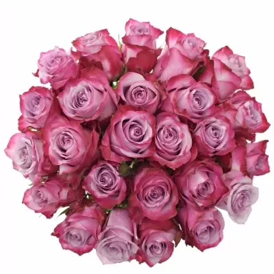Kytice 25 fialových růží DEEP PURPLE 40cm