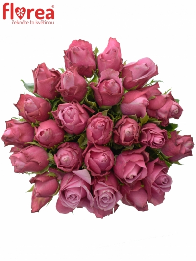 Kytice 25 fialových růží DEEP WATER 40cm