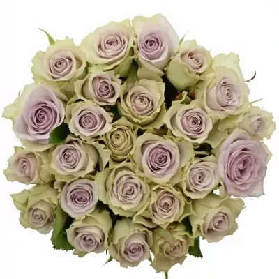 Kytice 25 fialových růží FIFTH AVENUE! 40cm