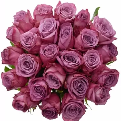 Jednodruhová kytice 25 fialových růží MARITIM 40 cm