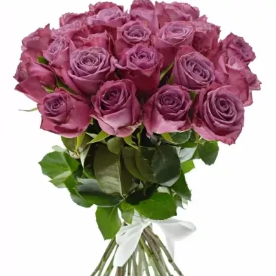 Kytice 25 fialových růží MARITIM