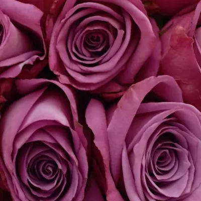 Kytice 25 fialových růží MOODY BLUES 40cm