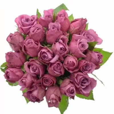 Jednodruhová kytice 25 fialových růží NEW ORLEANS 60 cm
