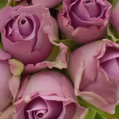 Kytice 25 fialových růží NIGHTINGALE 40cm