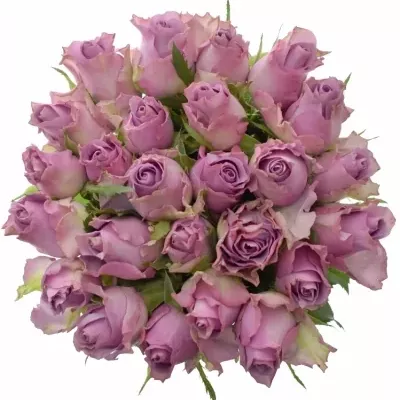 Kytice 25 fialových růží NIGHTINGALE 50cm