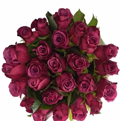 Kytice 25 fialových růží SHOGUN 70cm