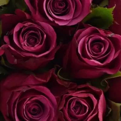 Kytice 25 fialových růží SHOGUN 40cm