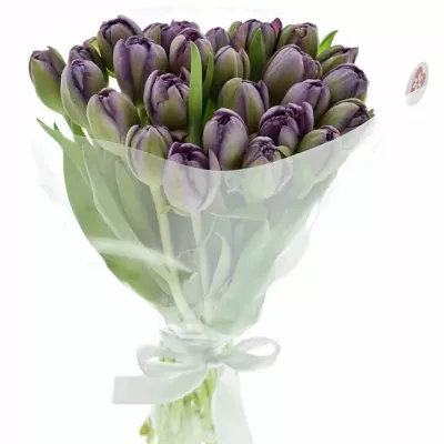 Kytice 25 fialových tulipánu ALICANTE