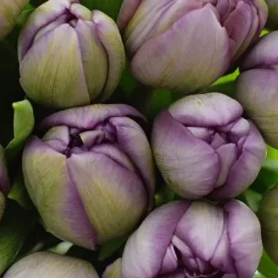 Kytica 25 fialových tulipánu ALICANTE
