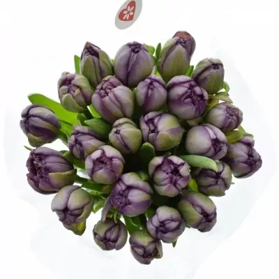 Kytice 25 fialových tulipánu ALICANTE