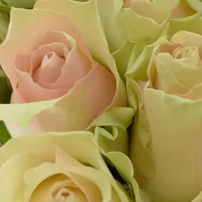 Kytice 25 krémovozelených růží LA BELLE 50cm