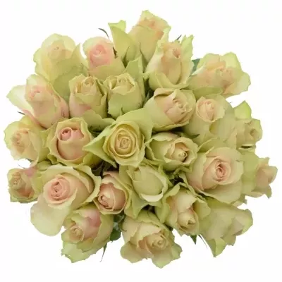 Jednodruhová kytice 25 zelených růží LA BELLE 60 cm