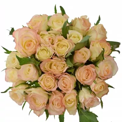 Kytice 25 krémových růží MARILYN 50cm