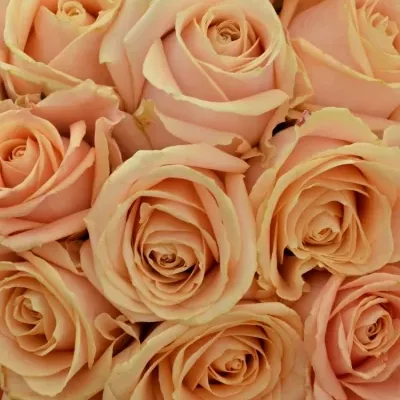 Kytice 25 krémových růží PEARL AVALANCHE+ 50cm