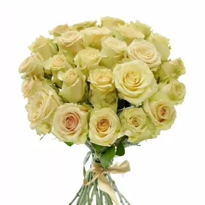 Kytice 25 krémových růží SAHARA ISLAND@