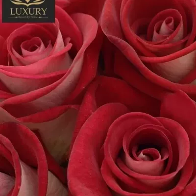 Kytice 25 luxusních růží BLUEZ+ 70cm 70, 0.88