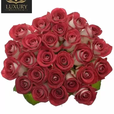 Kytice 25 luxusních růží BLUEZ+ 70cm
