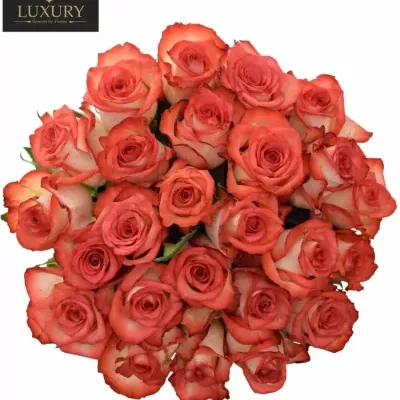 Kytice 25 luxusních růží BLUSH 60cm