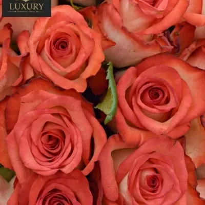 Kytice 25 luxusních růží BLUSH 70cm