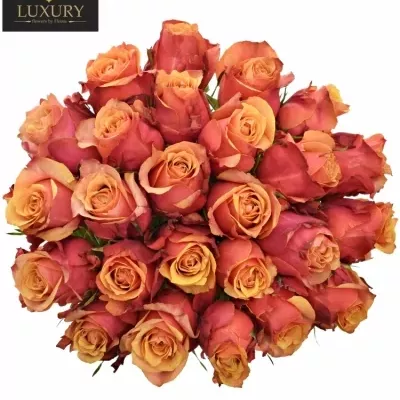Kytice 25 luxusních růží CHERRY BRANDY 70cm