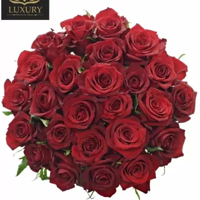 Kytice 25 luxusních růží EVER RED 50cm